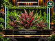 Cryptocoryne Undulata Red