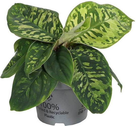 Homalomena 'camouflage' 12cm