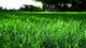 Geniki Fytotechniki Athinon Fescue Lawn Seeds 20kg