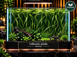 Vallisneria Spiralis Ριζα Vallisneria Spiralis Ριζα