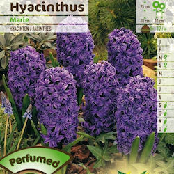 Primasem Seeds Hyacinthus Purple