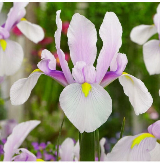 Primasem Green Iris Bulb