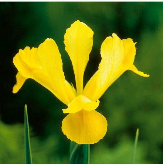 Primasem Yellow Iris Bulb