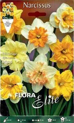 Flora Elite Narzissen Zwiebeln 5Stück