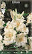 Flora Elite Крушка Lilium Кандидум