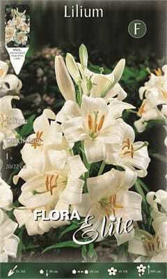 Flora Elite Lilium Candidum Bulb