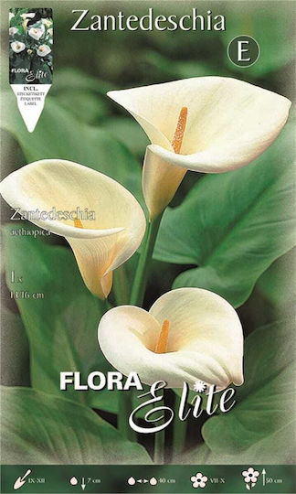 Flora Elite Σπόροι Κάλλας Flora Elite Σπόροι Κάλλας