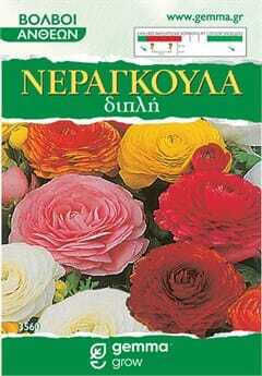 Gemma Buttercup Bulbs 4pcs