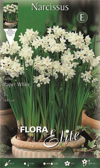 Flora Elite Narzissen Zwiebeln 5 Stück