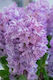 Ζουμπουλι 14/15 Violet 2 Τεμάχια