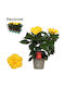 Ιβίσκος Hibiscus Rosa Sinensis Aura Yellow