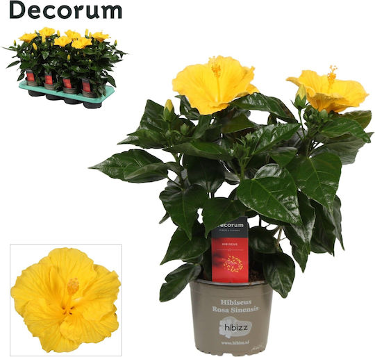 Hibiscus Hibiscus Rosa Sinensis Aura Yellow