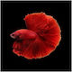 Betta Halfmoon Supertail Mascul Roșu Complet