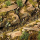 Gamers Grass Grass Tufts 2 Mm Dark Moss Tufts Wild