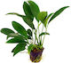 Live Aquarium Plants Anubias Anubias Congensis Round