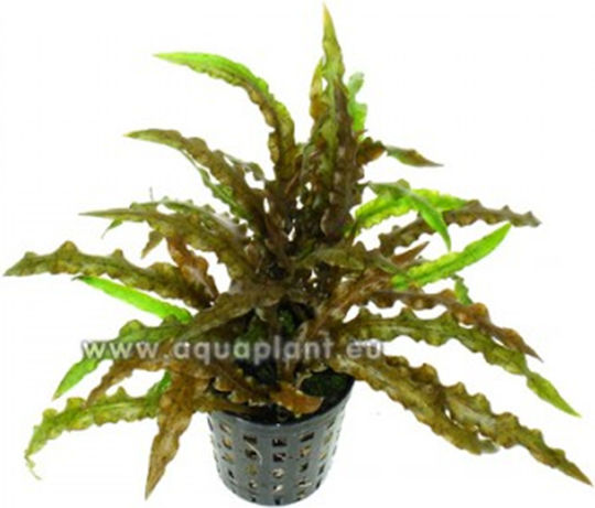 Live Aquarium Plants Cryptocoryne Costata