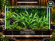Cryptocoryne Wallisii