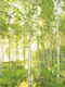 Tapet De Perete Hârtie Verde 368x254cm