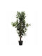 Ficus in Topfpflanze 115cm Verschiedene Designs Home&Styling Collection