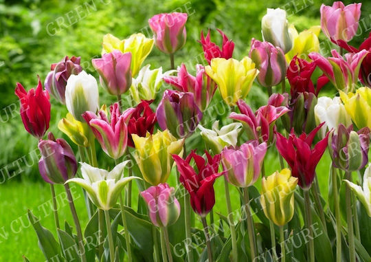 Βολβοί Τουλίπας Viridiflora – 11/12 5 Τμχ