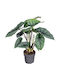 Alocasia Platinum