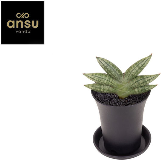 Σανσεβιέρια Sansevieria Inti No.1 In Decorative Pot