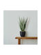 Globostar Aloe 20066 Künstliche Dekorative Topfpflanze Aloe Y65cm Schwarzes Grün
