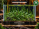 Abyssos Live Aquarium Plant Cryptocoryne Nevilli