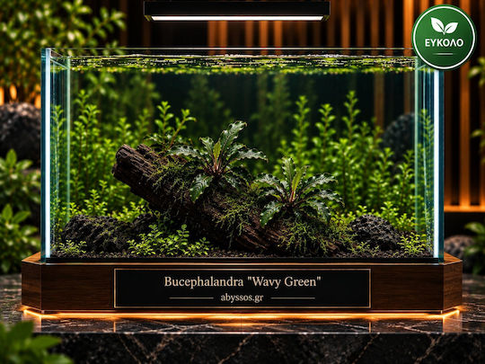 Abyssos Live Aquarium Plant Bucephalandra Wavy Green