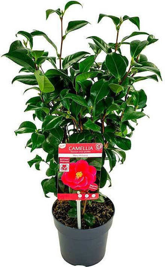 Camellia 'mary Williams' Premium 15cm