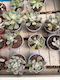 Εχεβέρια Echeveria Doris Taylor
