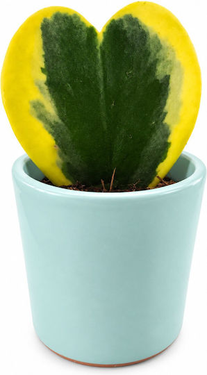 Χόγια Βεραμαν Πηλινο – Hoya Kerrii Variegata Τυχερή Καρδιά Π:7 Υ:13 Milvaflowers