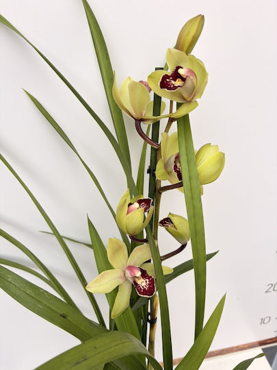 Cymbidium Lime Red Magic Premium 1 Stem Cymbidium Lime Red Magic Premium 1 Stem