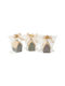 Beauty Home Tabletop Home Lucky Charm
