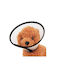 Hundehalsband in transparenter Farbe