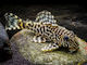 Peckoltia Compta L134 M L