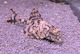 Hypostomus Faveolus L037 L