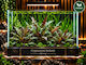 Abyssos Cryptocoryne Beckettii Live Aquarium Plant