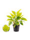 Homalomena 'lemon Lime' 14cm