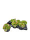 Sempervivum Toetie Froeties Мохито зелено 17 см