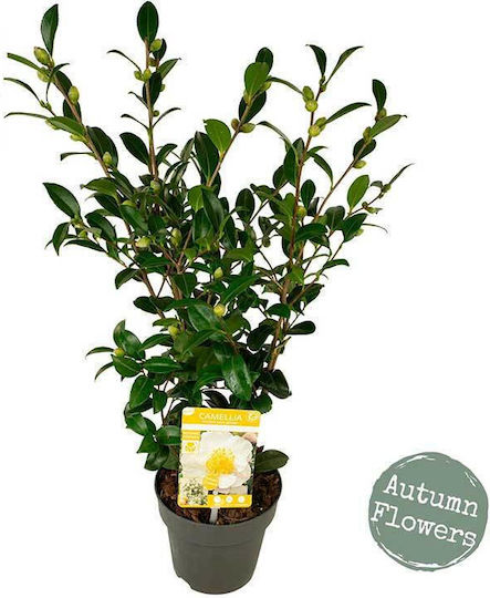 Camellia Sasanqua 'white' Premium 15cm