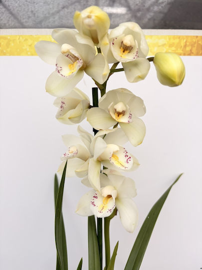Cymbidium White Art Road Premium cu 2 Tije
