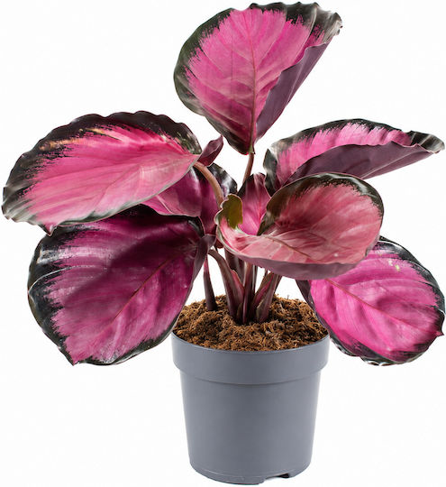 Καλαθεα Υ 35εκ Π 13εκ Calathea Roseopicta Rosy Milvaflowers