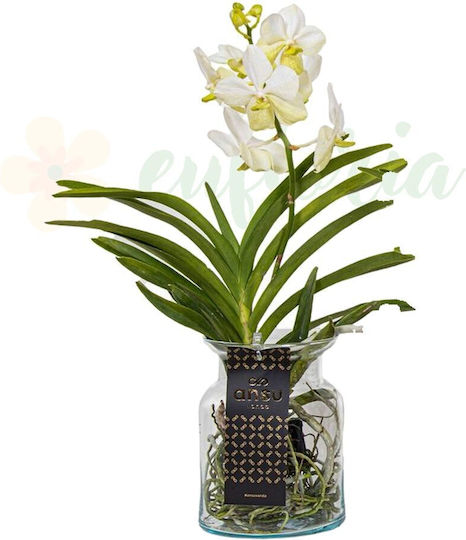 Orhidee Vanda Într-o Vazǎ de Sticlă Ø14cm Flori Albe