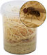 Drosophile Fruitflies 500ml