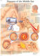 Middle Ear Disorders Anatomy Chart