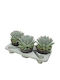 Pachyphytum Draco Ύψους 25εκ.