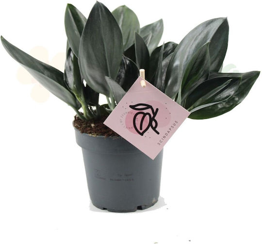 Scindapsus Treubii ‘dark Form’ – Ø12 Cm Scindapsus Treubii ‘dark Form’ – Ø12 Cm