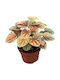 Peperomia Caperata „Disco Fall“ Ø10,5 cm