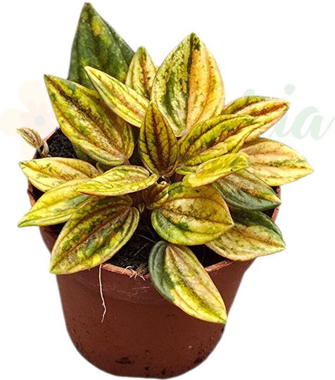 Peperomia Caperata ‘Rosso’ – Ø 7 Cm